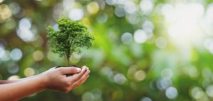 tree,planting,on,volunteer,family's,hands,for,eco,friendly,and