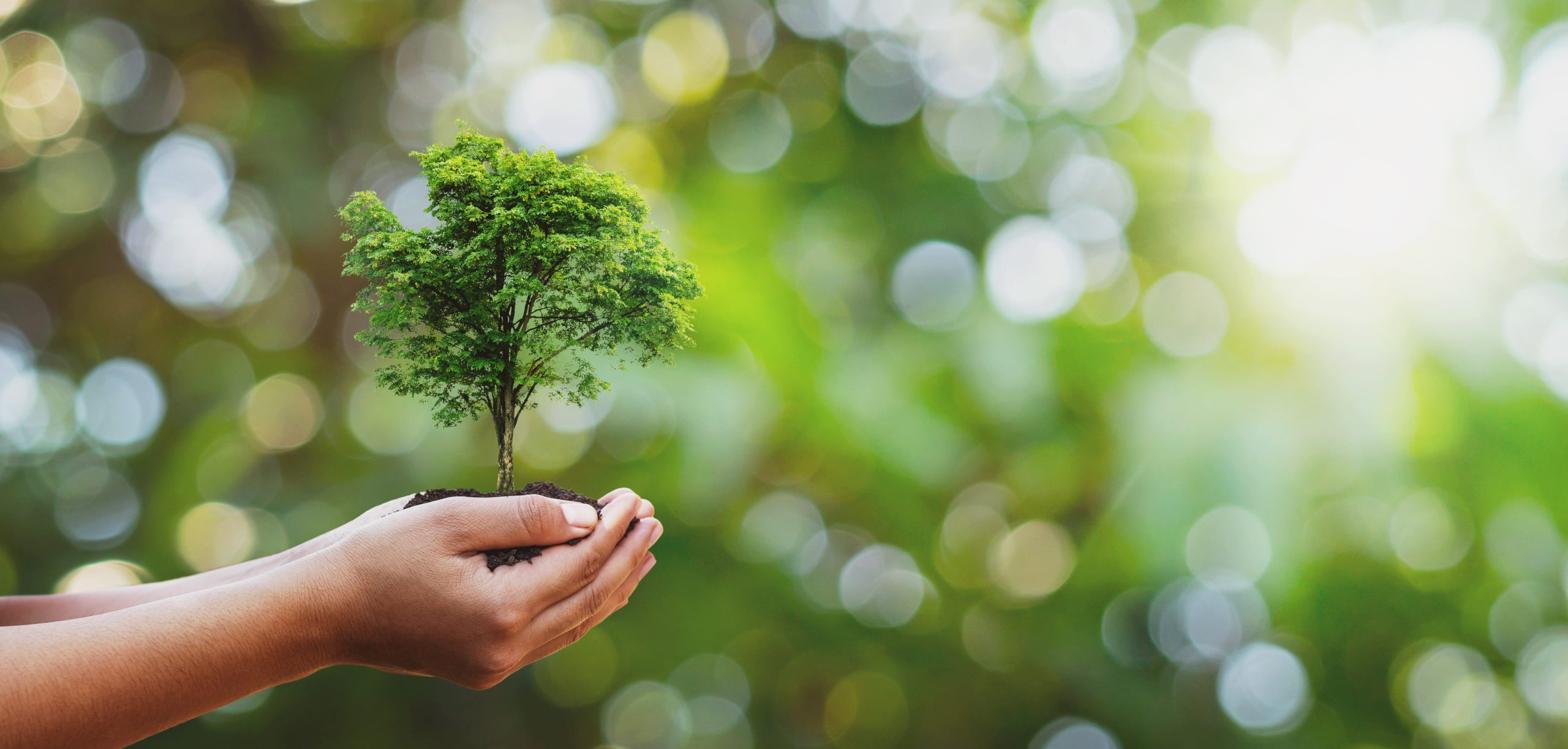 tree,planting,on,volunteer,family's,hands,for,eco,friendly,and